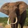 letaba10id.jpg