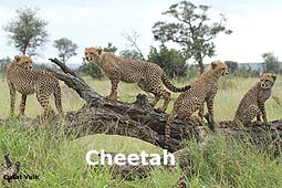 cheetah.jpg