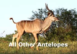 indexantelopes.jpg