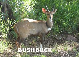 indexbushbuck.jpg