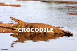 indexcrocodile.jpg