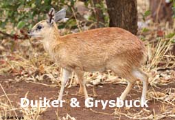 indexduiker.jpg