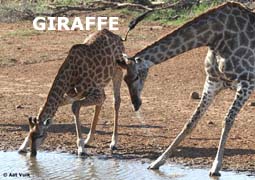 indexgiraffe.jpg