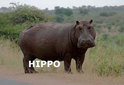 indexhippo.jpg