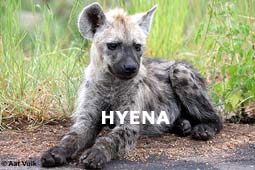 indexhyena.jpg