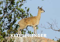 indexklipspringer.jpg