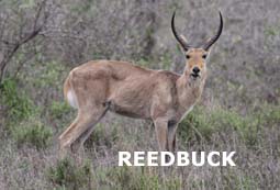 indexreedbuck.jpg