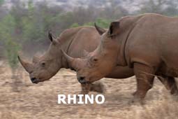 indexrhino.jpg