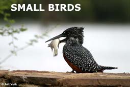 indexsmallbirds.jpg