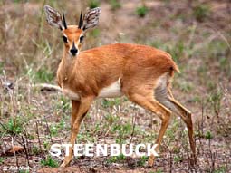 indexsteenbuck.jpg