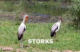 indexstorks.jpg