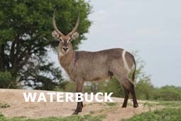 indexwaterbuck.jpg