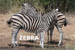 indexzebra.jpg