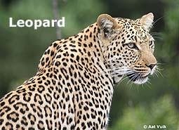 leopard.jpg