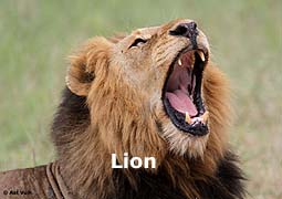 lion.jpg